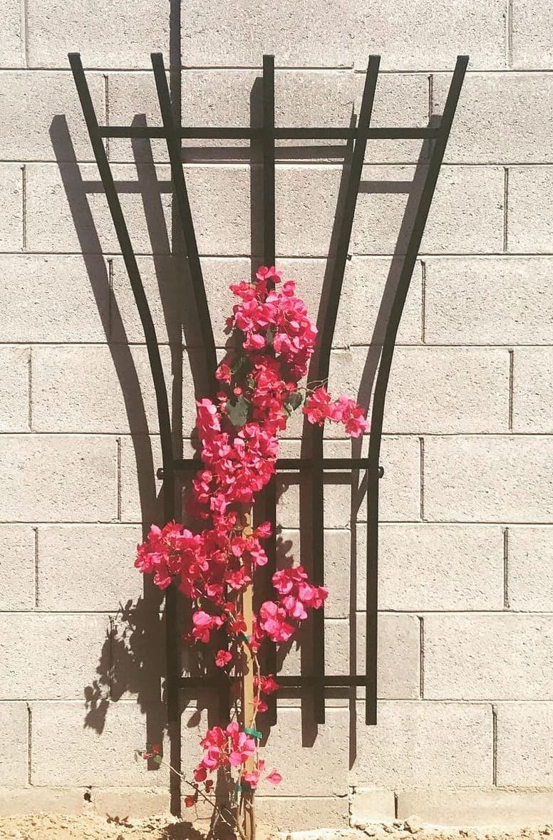 Garden Trellis 18